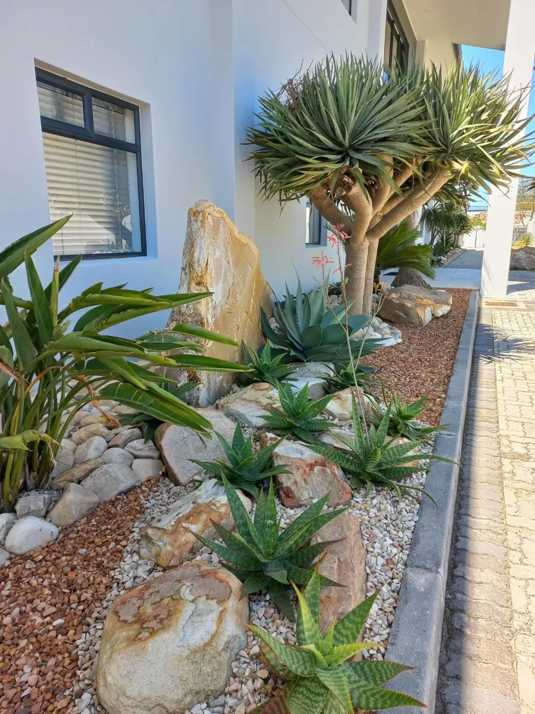 Aloe garden