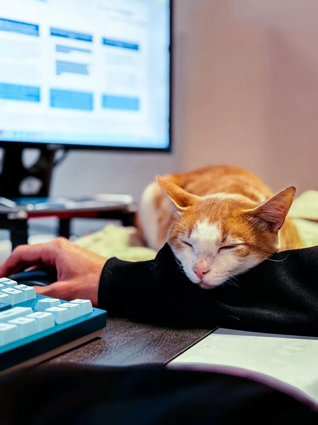 Our office cat on duty